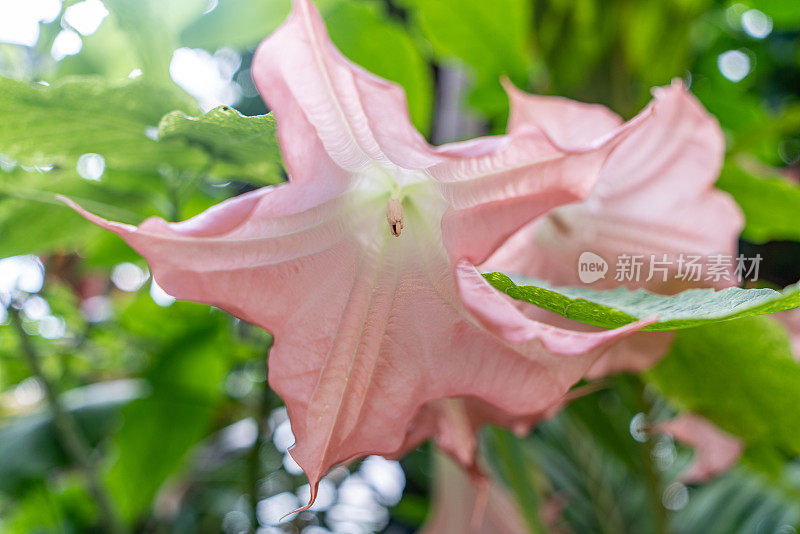 加拿大Etobicoke的百年公园温室里的粉红色Brugmansia Suaveolens。